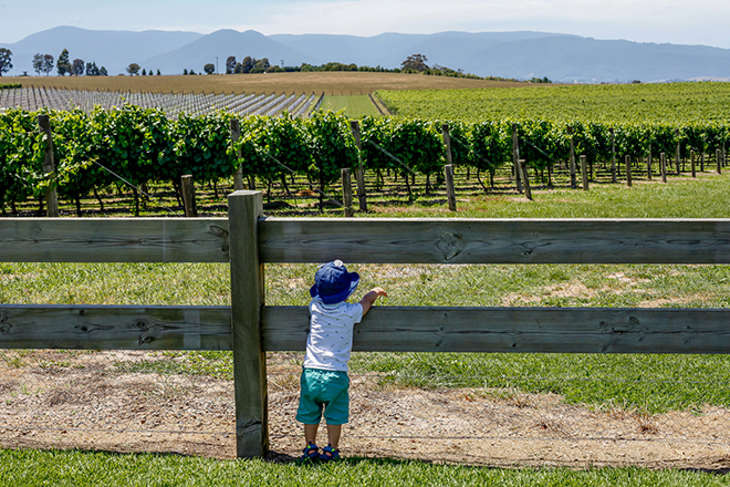 Kid playing in a Yarra Valley vineyard