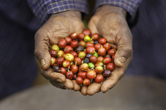 Kaffees Kenia