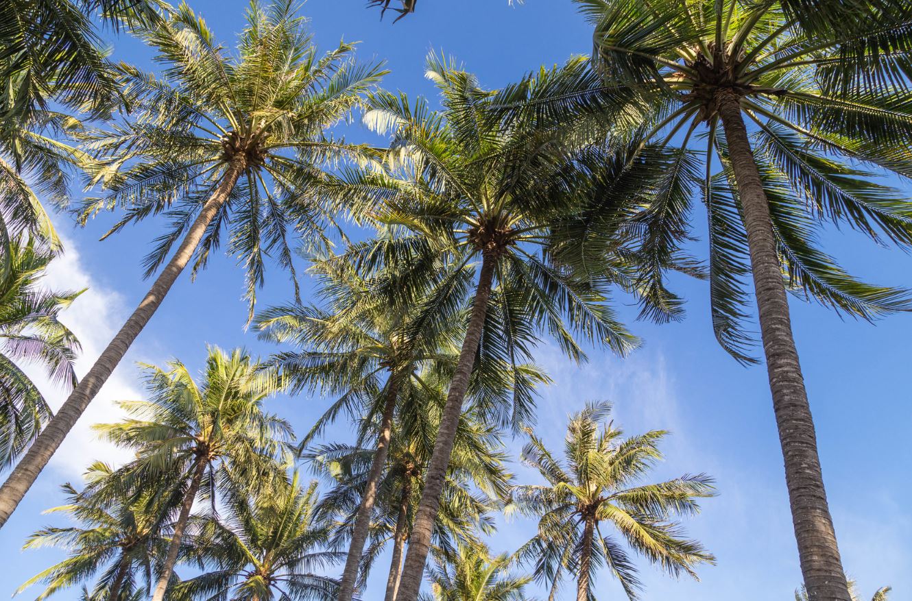 palmier abidjan 