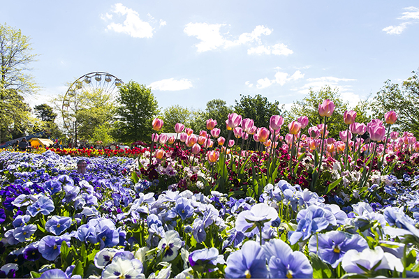 Clear skies and colourful flowers on display at Floriade Canberra