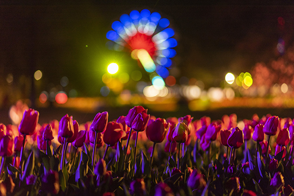 Flowers at NightFest.