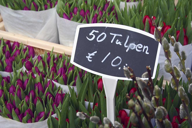 tulipani ad amsterdam