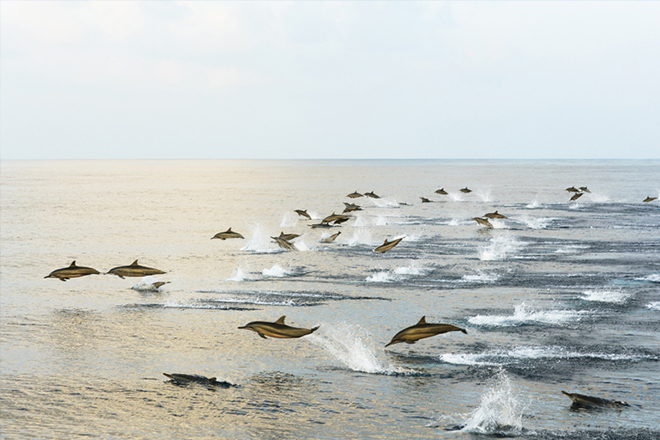 Maldives family holidays: a pod of dolphins leaping out of the water
