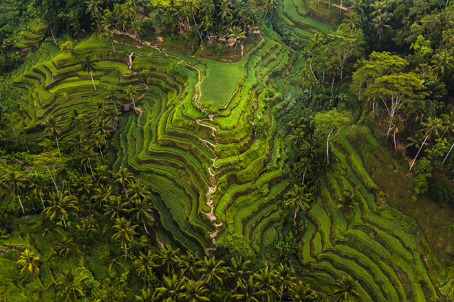 Family trip to Bali: Ubud’s beautiful Tegallalang rice terraces
