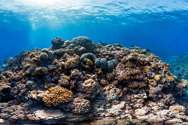 View of the coral reef, Great Barrier Reef