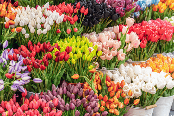 Frische bunte Tulpen auf dem Amsterdamer Blumenmarkt