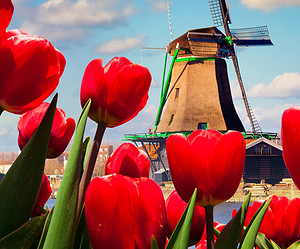 Primavera en Ámsterdam: la época de los tulipanes