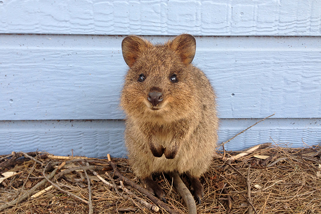 Take a selfie with a Quokka