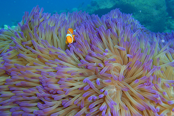 Find Nemo on the Great Barrier Reef