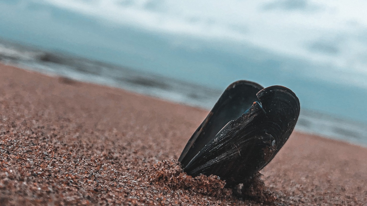 shell on beach in Belgium