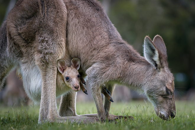 kangourou en famille
