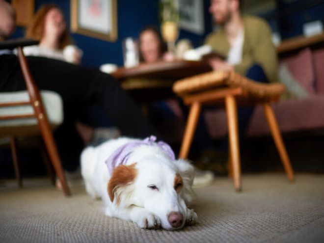 cachorro em bar de hotel com seu dono e amigos