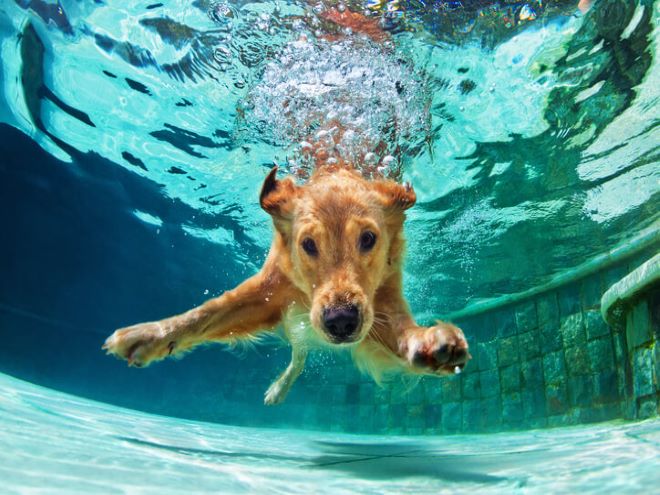 Cachorro Golden retriever mergulhando em uma piscina