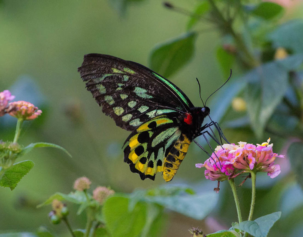 FNQ Nature Tours, Cairns