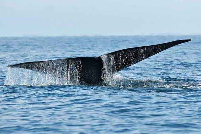 O que fazer em Florianópolis na baixa temporada: Cauda de baleia no mar