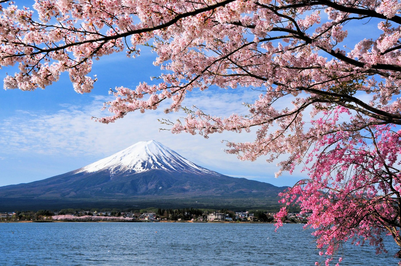 Cherry Blossom Season in Japan