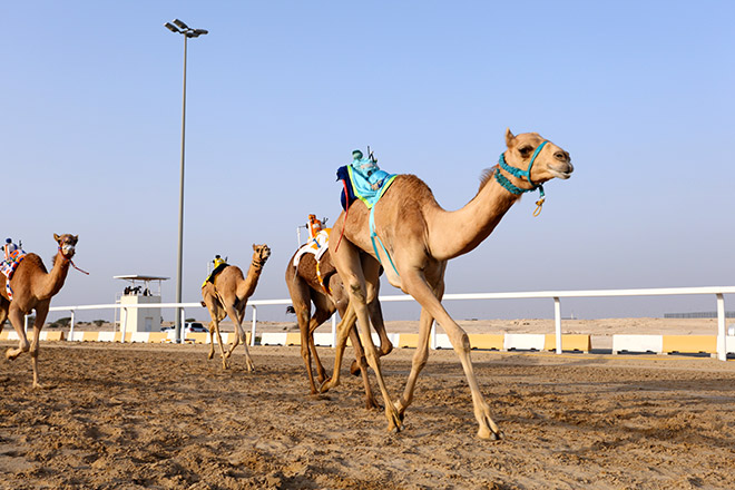 Course dromadaires robots dubai