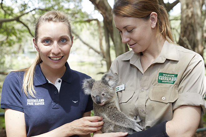 Cuddle a koala at Currumbin Sanctuary 