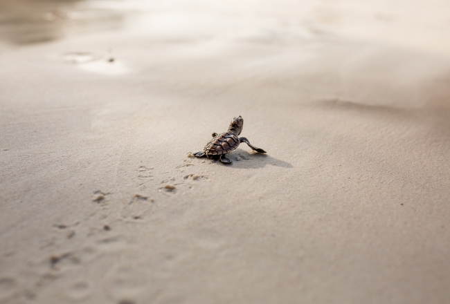 cute baby turtles head for the sea