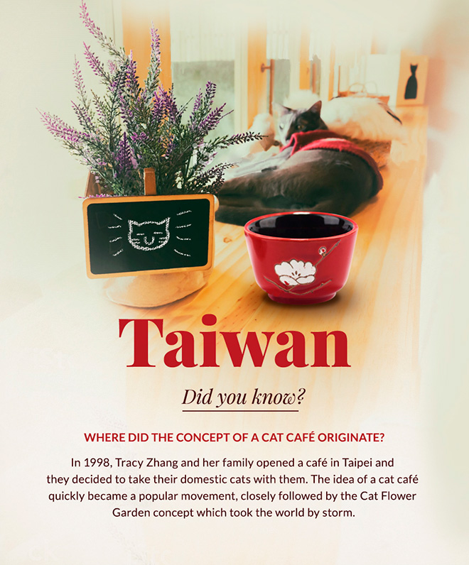 Cat café in Taiwan