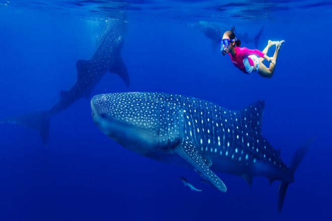 diving in the philippines is a whale of a time