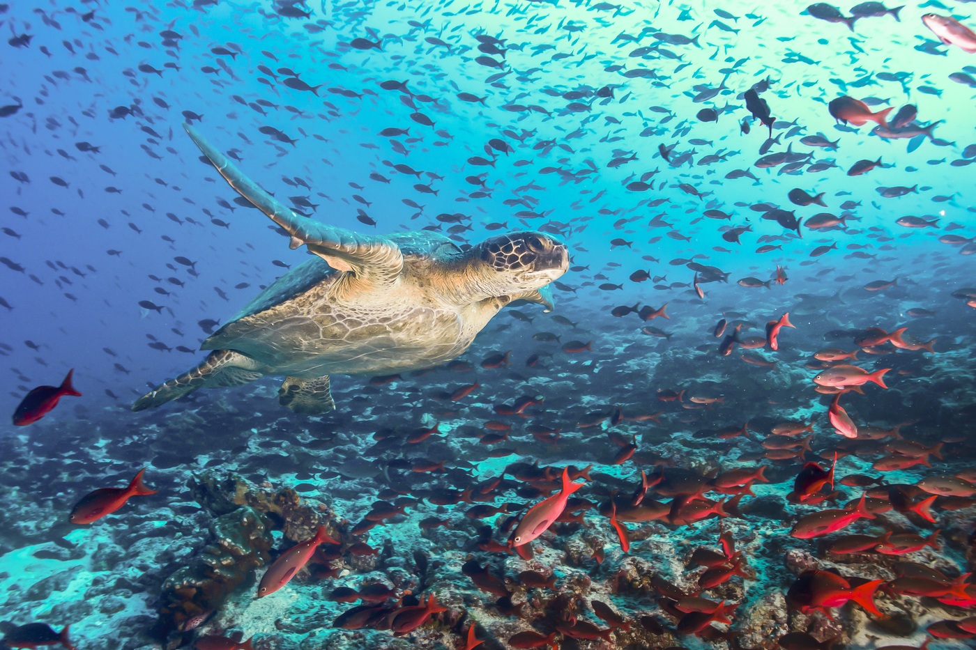 The Galapagos Islands