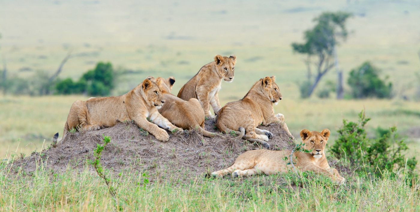 Wildlife in Serengeti