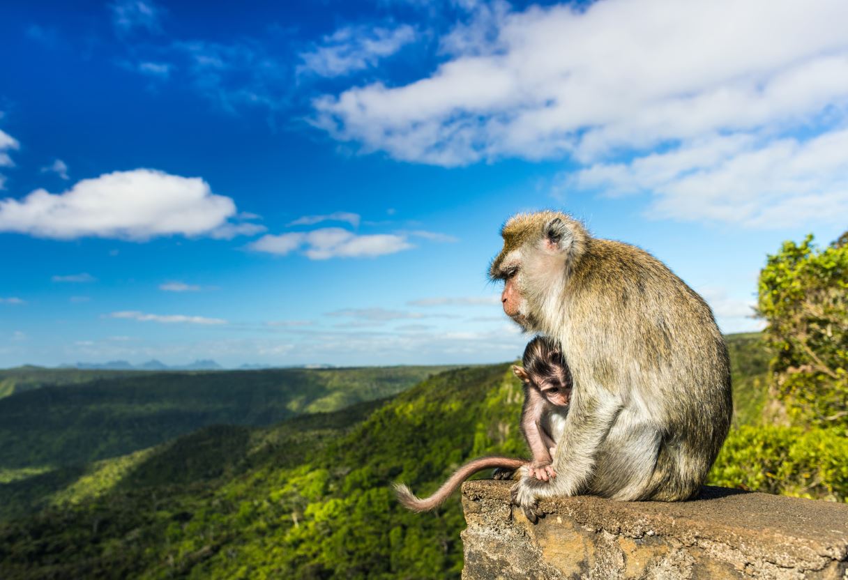 animaux ile maurice