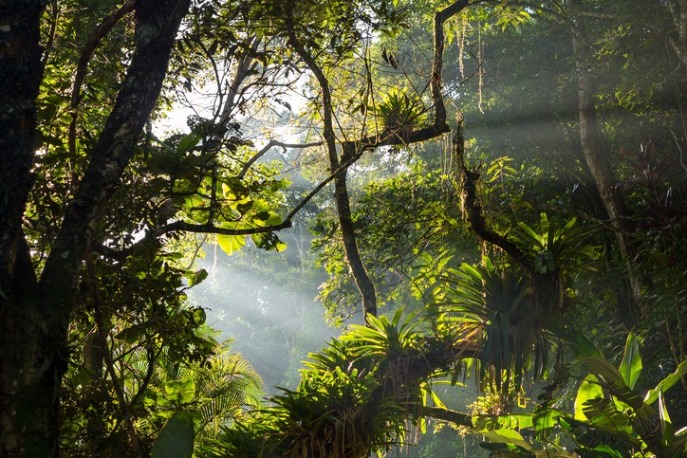 floresta_tropical_de_mata_atlantica