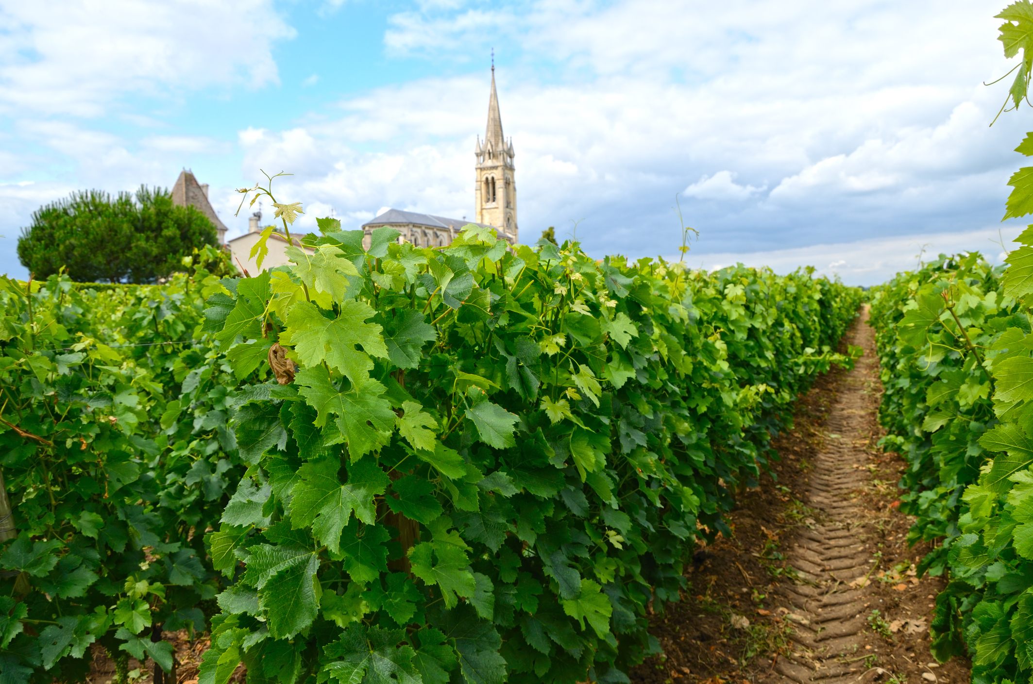 Le vignoble de Bordeaux 