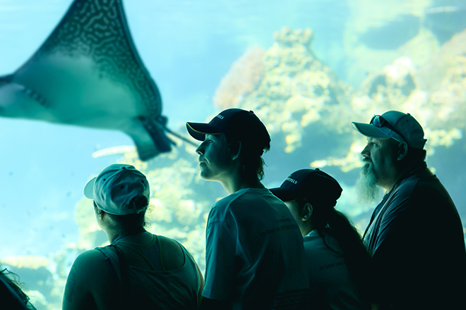 Family looking at stingrays at SeaWorld Gold Coast 
