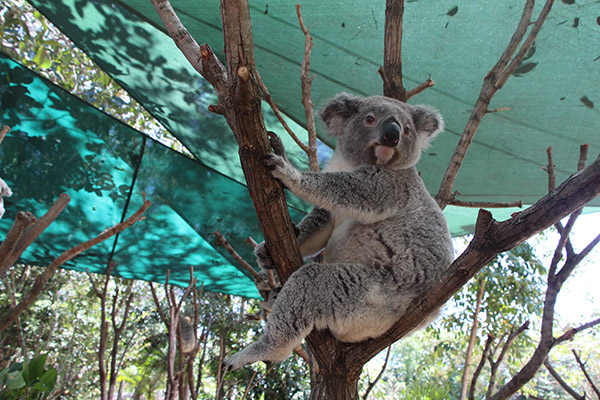 Gold Coast Wildlife Sanctuary: Tourism Australia