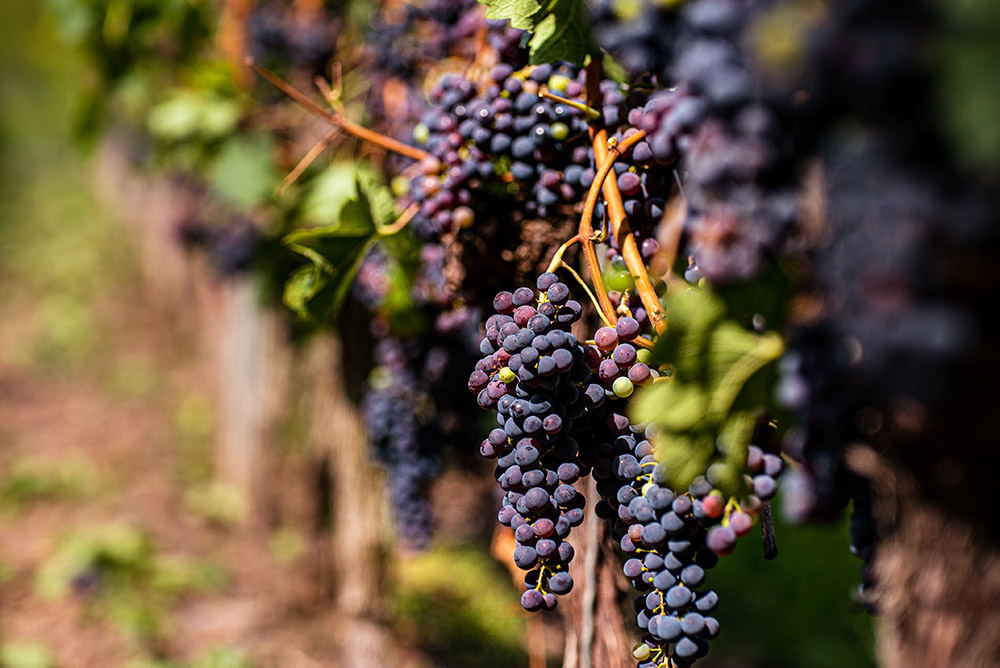 Grape harvesting