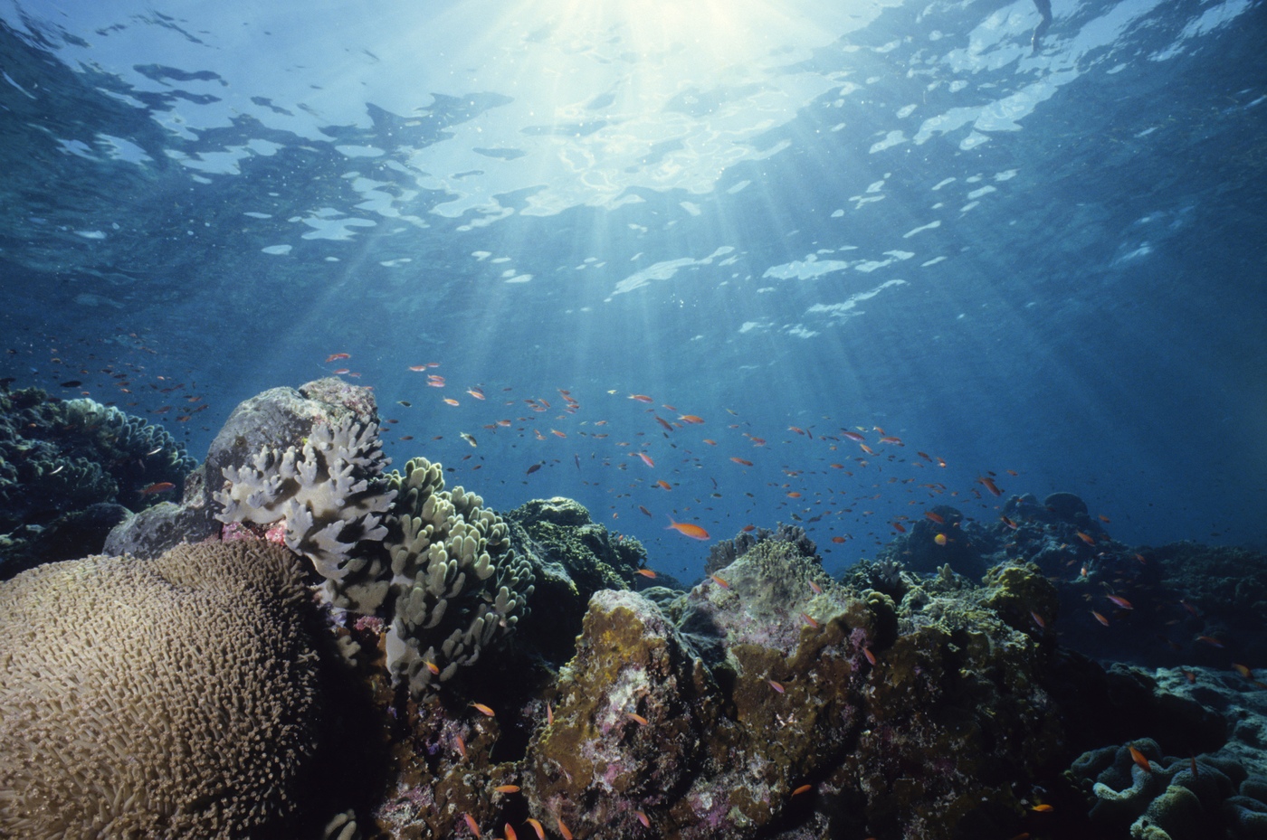 The Great Barrier Reef