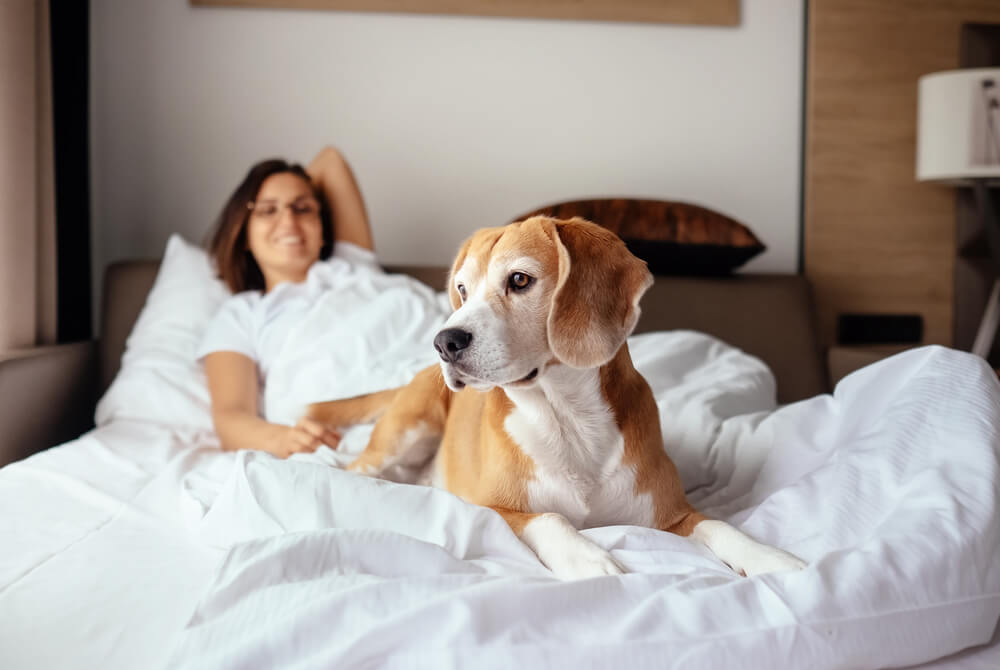 Mulher relaxa com seu cachorro caramelo em cima de uma cama de hotel