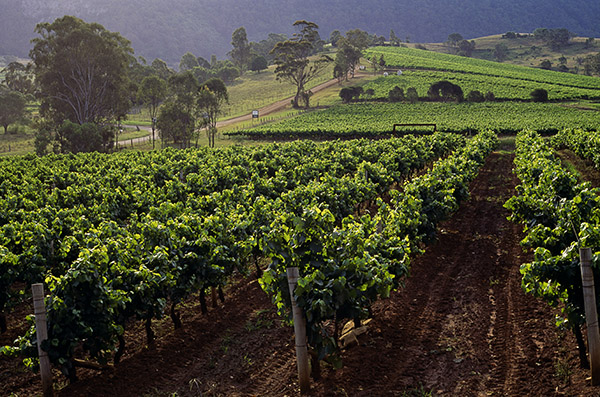 Hunter Valley Winery: Destination NSW