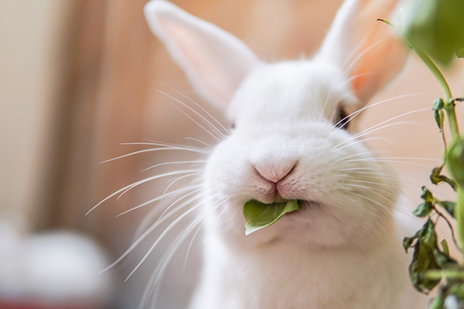 Close-Up Of White Rabbit With Leaf In Mouth At Home