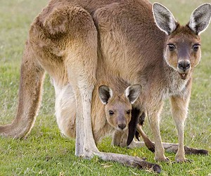 Visit Sydney for family-friendly animal attractions