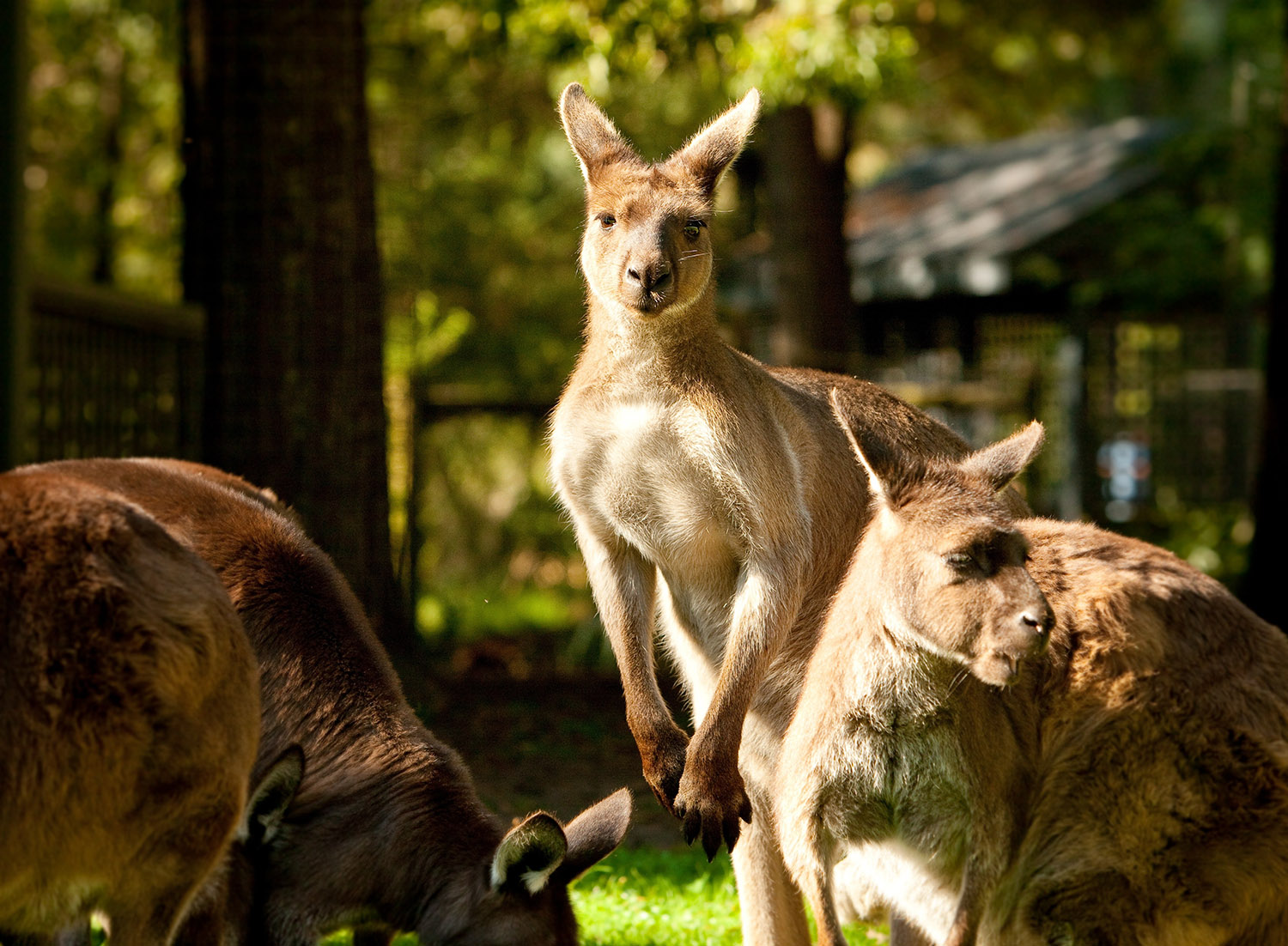 Healesville Sanctuary, Visit Victoria
