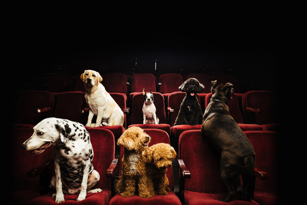 DOGS SITTING ON THEATRE SEATS FOR LET’S BE FRIENDS FUREVER, BRISFEST 2021
