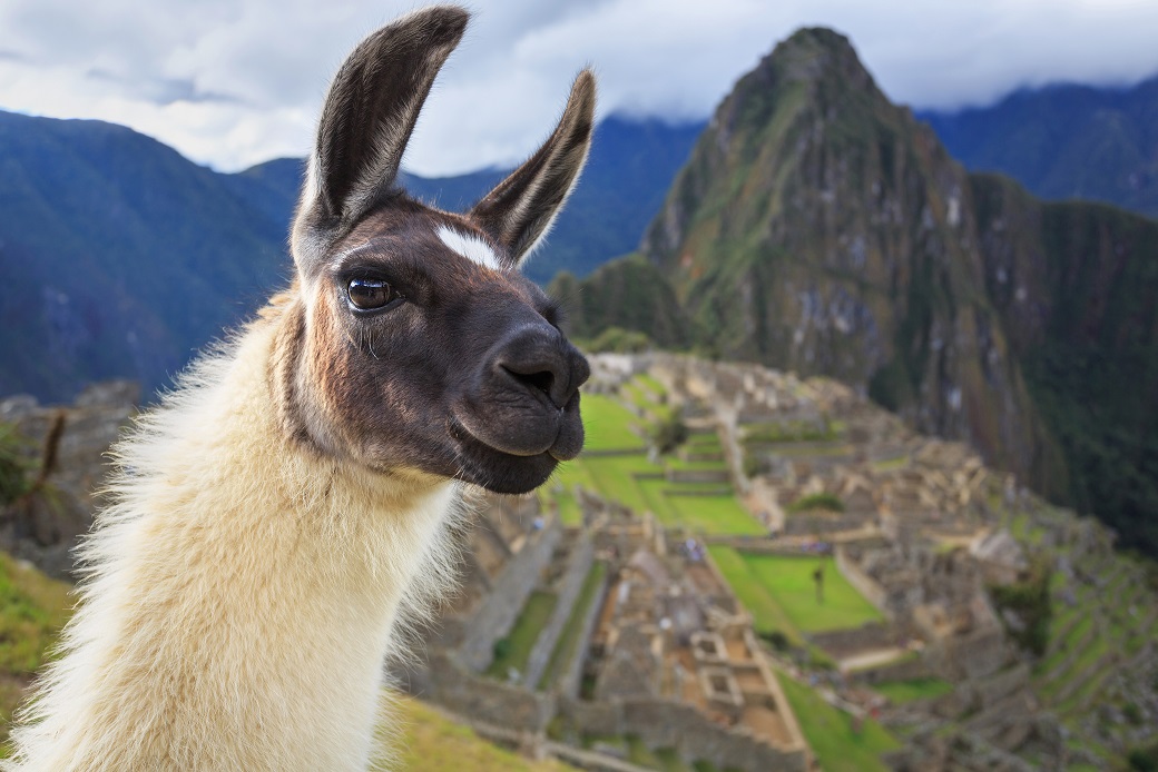 Foto de Lhama em Machu Picchu