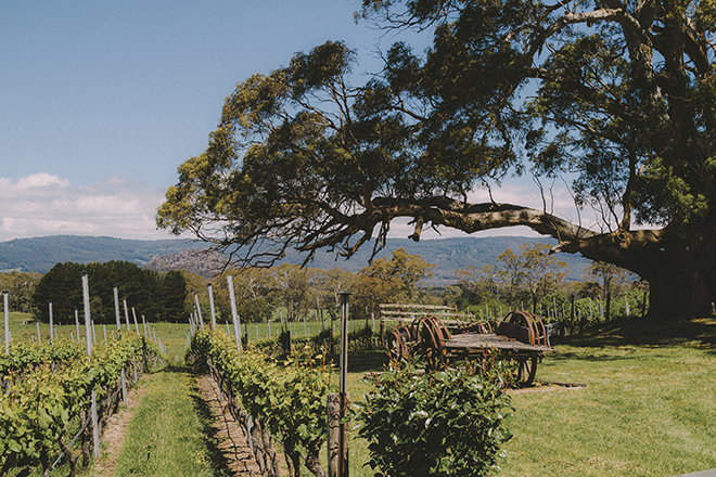 Hanging Rock Winery’s gardens