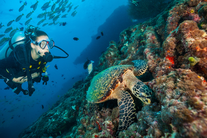Best Dive Sites in the Maldives
