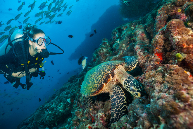 Best Dive Sites in the Maldives | Accor