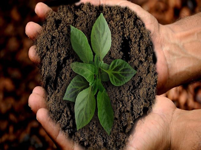 preservação da natureza: mãos com terra de planta com folhas plantadas nela