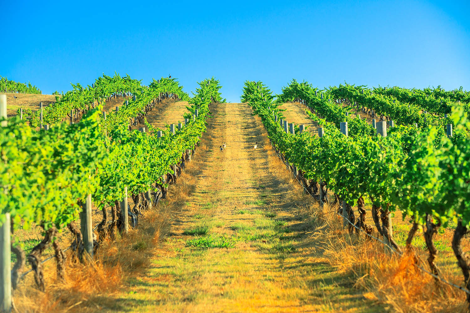 margaret river wineries to visit