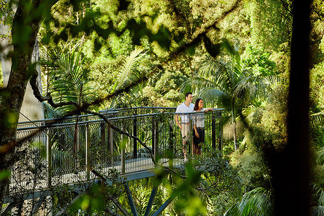  Tamborine Rainforest Skywalk 