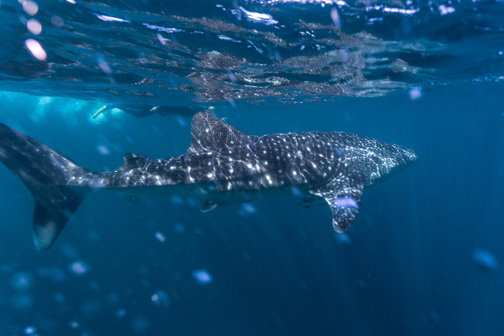 Swimming with Whale Shark