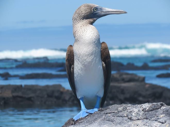 Pinguim de Galápagos faz parte da fauna do conjunto de ilhas