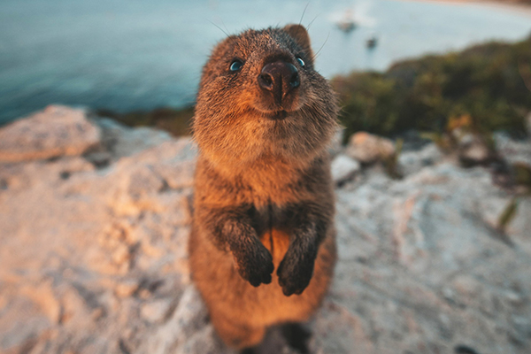 Quokka looking directly into the camera 